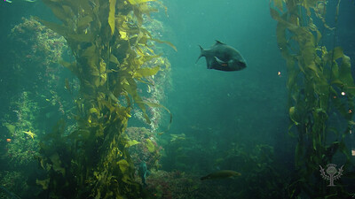Kelp Forest Ecosystem