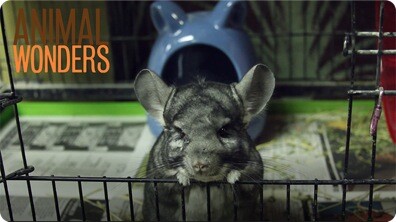 Ash The Chinchilla's Rescue Story