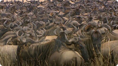 Environment: Wildebeest Migration Patterns