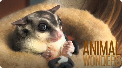 Meet and Greet: Gizmo & Gadget