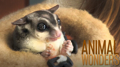 Meet and Greet: Gizmo & Gadget
