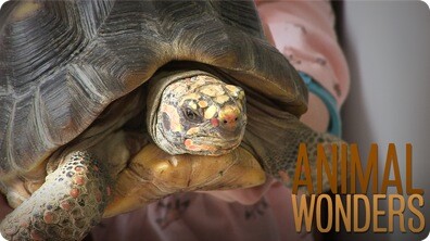 Titus' Rescue Story!