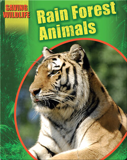 Rain Forest Animals