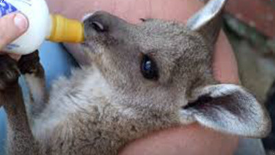 Meet the Australian Nurse Saving Wild Patients!