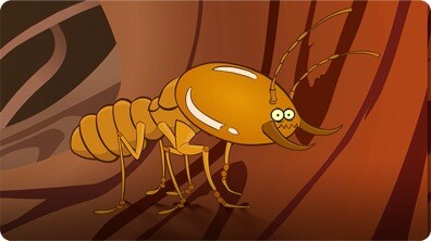 I'm a Termite