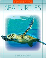 Sea Turtles