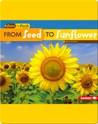 From Seed to Sunflower