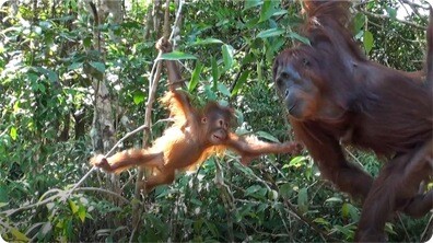 Orangutans