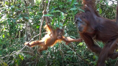 Orangutans