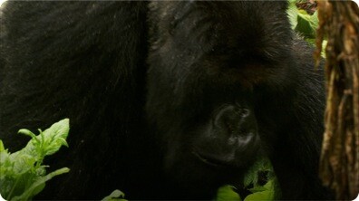 The Brave Gorilla King - Mountain Gorilla