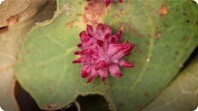 What Gall! The Crazy Cribs of Parasitic Wasps