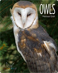 Owls
