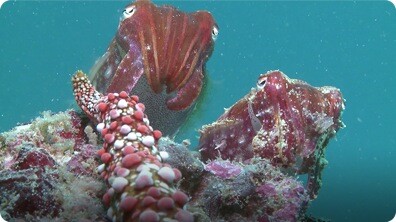SmartNews: Cracking the Code on Camouflage