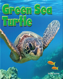 Green Sea Turtle