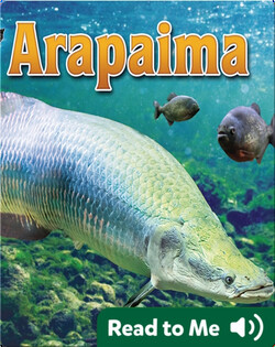Arapaima