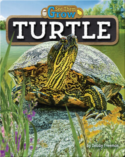 Turtle