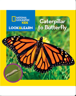 National Geographic Kids Look and Learn: Caterpillar to Butterfly