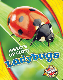Ladybugs