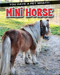 Mini Horse