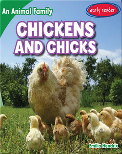 Chickens and Chicks