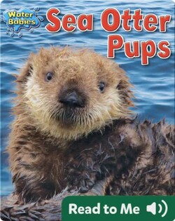 Sea Otter Pups