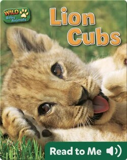 Lion Cubs