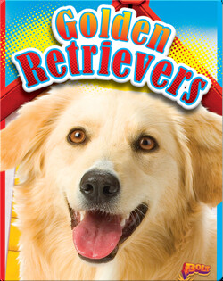 Golden Retrievers