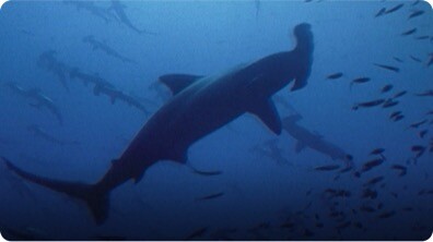 Hammerhead Sharks
