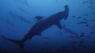 Hammerhead Sharks