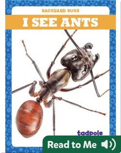 I See Ants