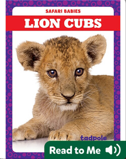 Lion Cubs