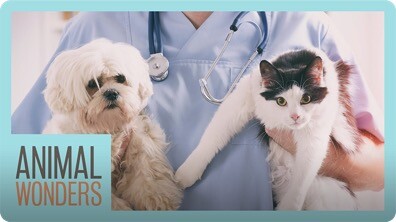 How To Get A Career Working With Animals