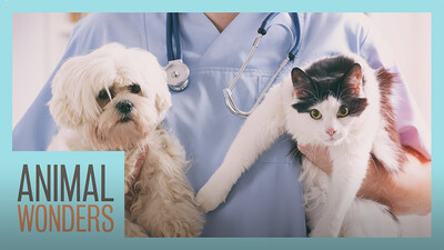 How To Get A Career Working With Animals