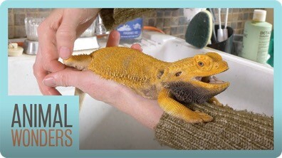 Keeping a Bearded Dragon Healthy