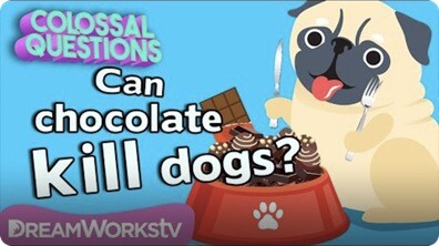 Will Chocolate Kill Your Dog? | COLOSSAL QUESTIONS