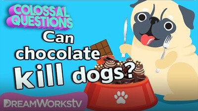 Will Chocolate Kill Your Dog? | COLOSSAL QUESTIONS