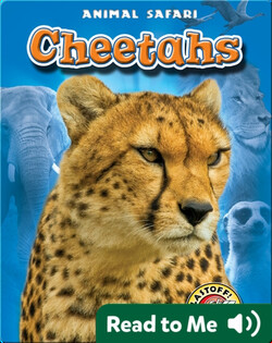 Cheetahs: Animal Safari