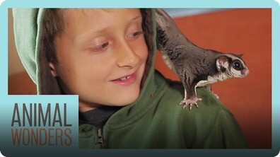 Training 3 Sugar Gliders At Once!
