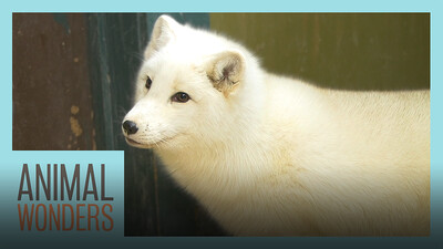 Meet and Greet Tigli the Arctic Fox!