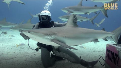 Jonathan Bird's Blue World: Holding a Shark!