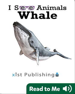 I See Animals: Whale