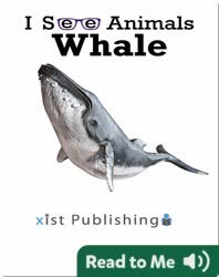 I See Animals: Whale