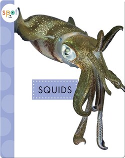 Ocean Animals: Squids