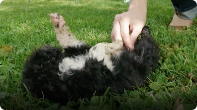 A Puppy’s New Home: Portuguese Water Dogs