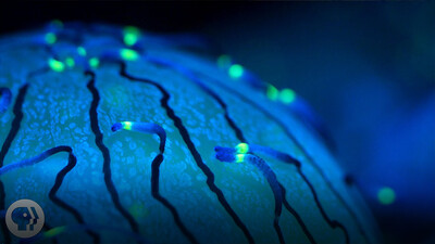 Why Jellyfish Float Like a Butterfly—And Sting Like a Bee