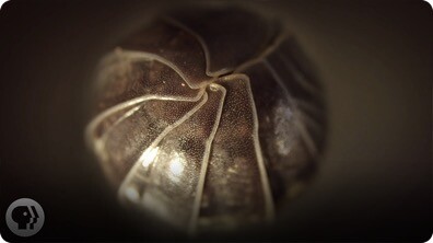 Roly Polies Came From the Sea to Conquer the Earth