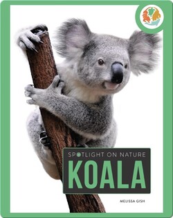 Spotlight on Nature: Koala