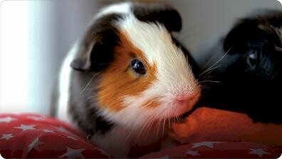 AnimalFanPedia: Pets