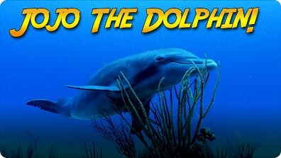 Jonathan Bird's Blue World: Searching for Jojo the Dolphin