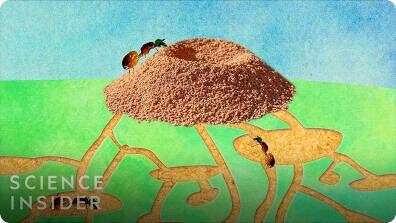 What's Inside an Anthill?